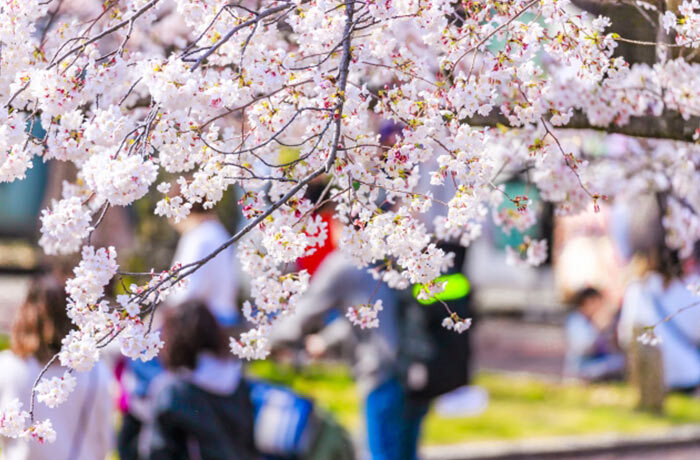 blog_2503_1_minorinodc