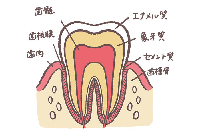 歯の構造を表した臼歯の断面図