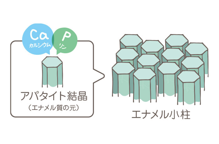 エナメル質のアパタイト結晶と、アパタイト結晶が集まったエナメル小柱のイメージイラスト